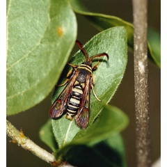 /filer/webapps/moths/media/images/D/doleriformis_Monopetalotaxis_A_Roland_01.jpg