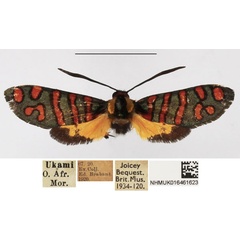 /filer/webapps/moths/media/images/S/sternecki_Arniocera_A_NHMUK_01.jpg