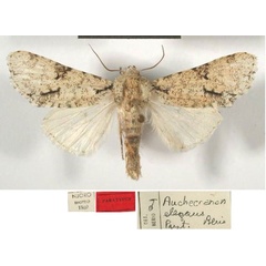 /filer/webapps/moths/media/images/E/elegans_Auchecranon_PTM_MSNM.jpg