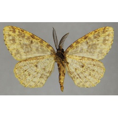 /filer/webapps/moths/media/images/C/chrysomelas_Colocleora_AM_ZSMb.jpg