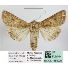 /filer/webapps/moths/media/images/T/trifolii_Anarta_A_MGCLa_02.JPG