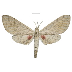/filer/webapps/moths/media/images/U/ukambaniensis_Neoclanis_PTF_ZSMa.jpg