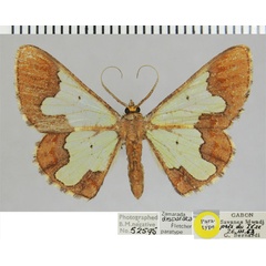 /filer/webapps/moths/media/images/D/disparata_Zamarada_PTM_ZSMa.jpg