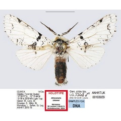 /filer/webapps/moths/media/images/T/takanoi_Afrocerura_HT_ANHRT.jpg