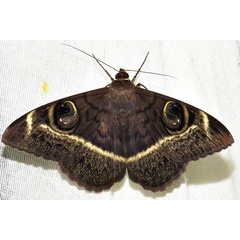 /filer/webapps/moths/media/images/L/latona_Cyligramma_A_Braun_15.jpg