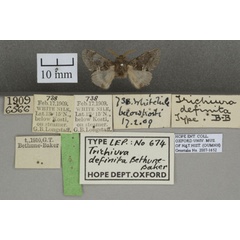 /filer/webapps/moths/media/images/D/definita_Anadiasa_HTM_OUMNHa_01.jpg