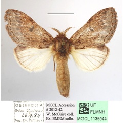/filer/webapps/moths/media/images/S/sagittata_Desmeocraera_AF_MGCLa_02.JPG
