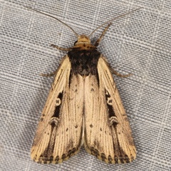 /filer/webapps/moths/media/images/A/annularis_Axylia_A_Heyns_01.JPG