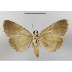 /filer/webapps/moths/media/images/M/mollis_Eudrapa_A_MGCLb_01.JPG
