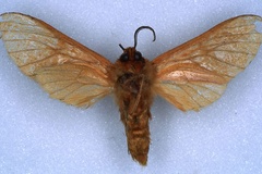 Metarctia nigricornis