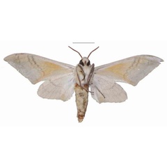 /filer/webapps/moths/media/images/D/diana_Pseudoclanis_AM_MfNb.jpg