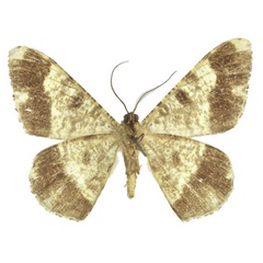 /filer/webapps/moths/media/images/V/voeltzkowii_Afroracotis_AM_ZSM.jpg