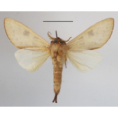 /filer/webapps/moths/media/images/C/citrina_Janthinisca_A_MGCLb_01.JPG