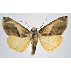 /filer/webapps/moths/media/images/M/metaxantha_Acontia_AF_NHMO.jpg