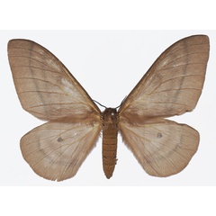 /filer/webapps/moths/media/images/F/forda_Cirina_AF_Basquin.jpg