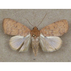 /filer/webapps/moths/media/images/A/arcuata_Maurilia_A_Butler_02.jpg