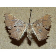 /filer/webapps/moths/media/images/E/erosa_Xenimpia_A_Goff_03.jpg