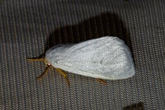 Homoeomeria flavicapilla