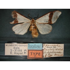/filer/webapps/moths/media/images/E/ealana_Epanaphe_AT_RMCA_01.jpg