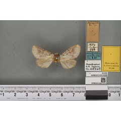 /filer/webapps/moths/media/images/P/pallida_Acroctena_AM_BMNHa.jpg