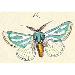 /filer/webapps/moths/media/images/A/amoena_Coenobasis_HT_Felder_1874_82-14.jpg