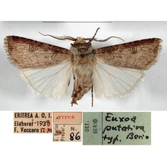 /filer/webapps/moths/media/images/P/putativa_Agrotis_HT_MSNM.jpg