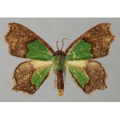 /filer/webapps/moths/media/images/S/semigrisea_Bathycolpodes_A_ZSM_01.jpg