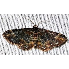 /filer/webapps/moths/media/images/U/ustiplaga_Melanthia_A_Braun_03.jpg