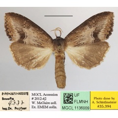 /filer/webapps/moths/media/images/M/macrodonta_Rasemia_AM_MGCLa_02.jpg