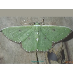 /filer/webapps/moths/media/images/P/punctaria_Comibaena_A_Bippus.jpg