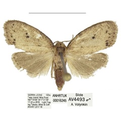 /filer/webapps/moths/media/images/C/clavata_Spatulosia_PTM_ANHRT.jpg