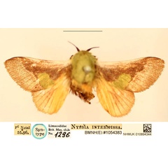 /filer/webapps/moths/media/images/I/intermissa_Nyssia_ST_BMNH_1toqBLU.jpg