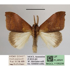 /filer/webapps/moths/media/images/U/umbrata_Lomadonta_AM_MGCLa_01.JPG