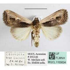 /filer/webapps/moths/media/images/H/hemileuca_Aspidifrontia_A_MGCLa_01.JPG