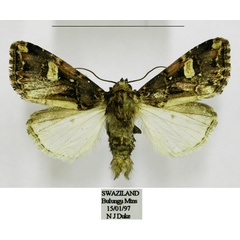 /filer/webapps/moths/media/images/C/conformis_Odontestra_AM_TMSA.jpg