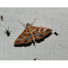 /filer/webapps/moths/media/images/C/cancellalis_Sameodes_A_Roland_01_YN35GzT.jpg
