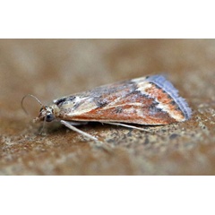 /filer/webapps/moths/media/images/C/coelatalis_Achyra_A_Voaden.jpg