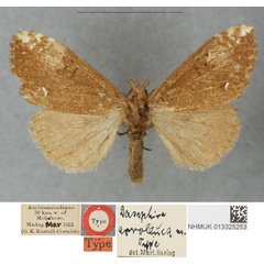 /filer/webapps/moths/media/images/A/acroleuca_Dasychira_HT_BMNHa_eiakA1w.jpg