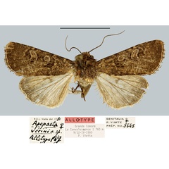 /filer/webapps/moths/media/images/V/verini_Apospasta_AT_MNHN.jpg