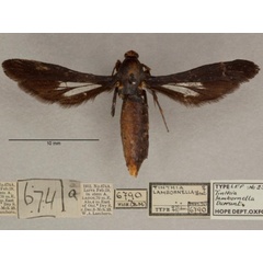 /filer/webapps/moths/media/images/L/lambornella_Conopsia_PTF_OUMNHa_01.jpg