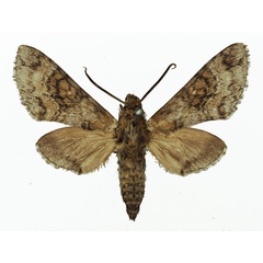 /filer/webapps/moths/media/images/M/marshalli_Praedora_AM_Basquin_05.jpg