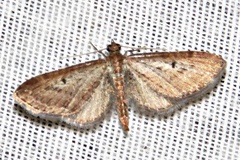Eupithecia infelix