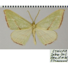 /filer/webapps/moths/media/images/E/extenuata_Chlorerythra_AM_ZSMa.jpg