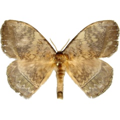 /filer/webapps/moths/media/images/G/gabunica_Parajana_AM_MCJM.jpg