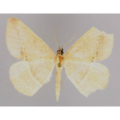 /filer/webapps/moths/media/images/A/aemula_Conolophia_A_ZSM_01.jpg