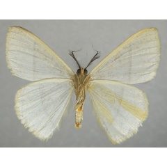 /filer/webapps/moths/media/images/B/bisecta_Ochroplutodes_AM_ZSMb.jpg