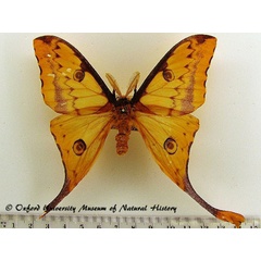 /filer/webapps/moths/media/images/K/kuhnei_Argema_AF_OUMNH.jpg