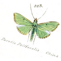 /filer/webapps/moths/media/images/P/psittacalis_Parotis_HT_Hubner_90-523.jpg