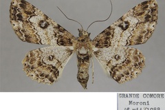 Cleora transversaria