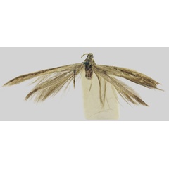 /filer/webapps/moths/media/images/K/kinangopensis_Coleophora_HT_BMNH.jpg